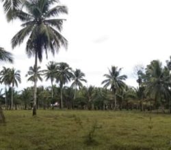 Coco Land and Rice Land: A Prime Property For Sale with Spring Water on Siargao Island